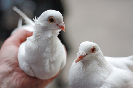 two white doves in hand.の写真素材