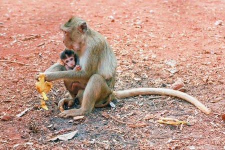 ape with baby animalの写真素材