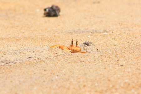 small crab is skulking in sand. Indian seaの写真素材