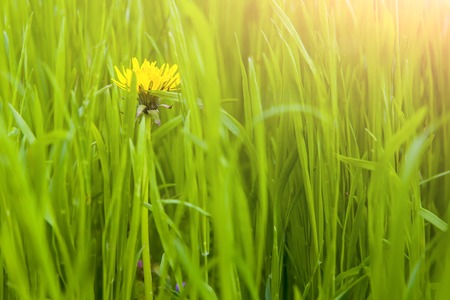 new-blown expanding dandelion in spring green grassの写真素材
