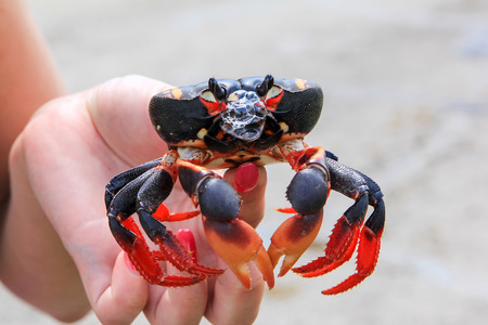 small red with black forest crab in hand