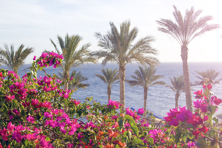 palms and pink flowers in egypt sharm el sheikh gardenの写真素材