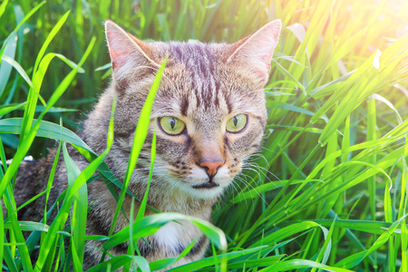 young cat in green grass in spring sunの写真素材