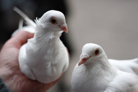 two white doves in hand. symbol of friendship and loveの写真素材