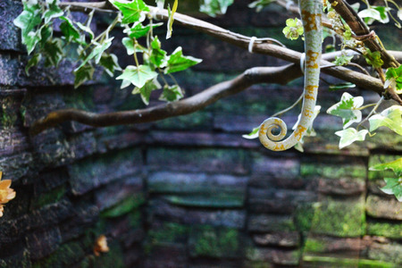 lizard tail in swirl
