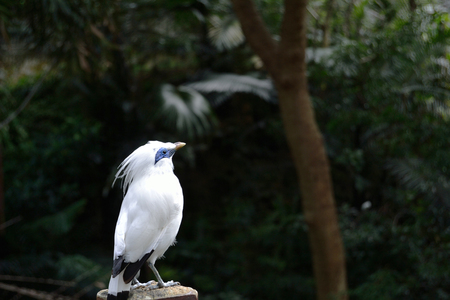 Bali Myna bird standing on fenceの写真素材