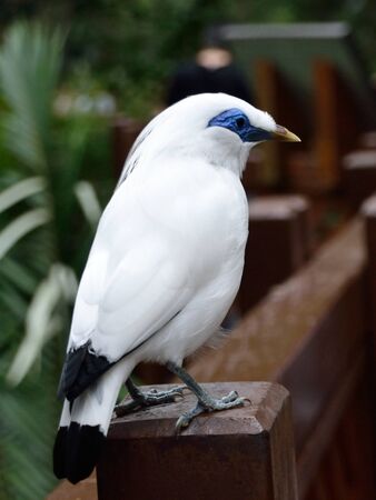 Bali Myna bird standing on fenceの写真素材
