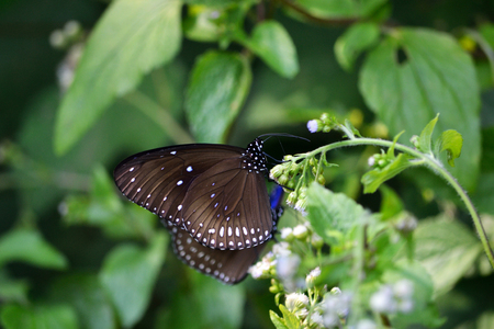 Black butterfly collecting nectarの写真素材