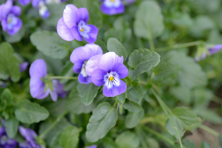 Purple flowers in springの写真素材
