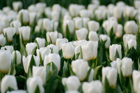 White tulip fieldの写真素材