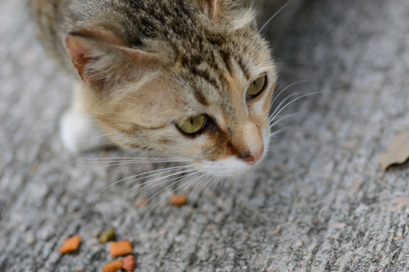 A street cat eating on streetの写真素材