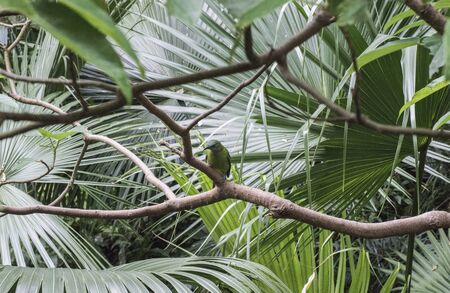 Green bird standing on branch treeの写真素材