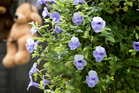 light purple Morning gloryの写真素材