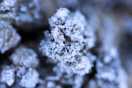 Frozen drops, snow, on leafの写真素材