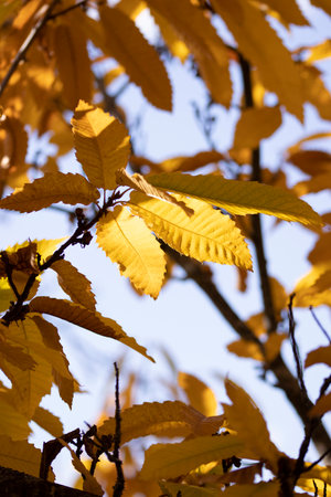 yellow chestnut leaf dry autumn leafの写真素材