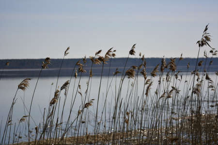 Stems and ears of dry grass against the backdrop of a clear lake and forest