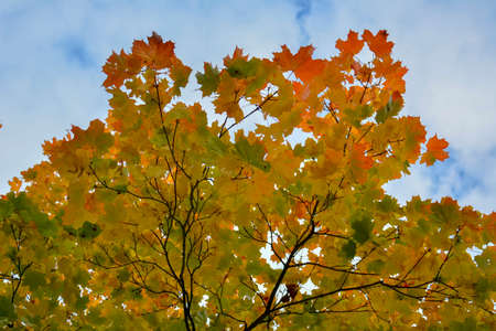 Yellow maple leaves on a thin branch against the blue sky in autumn