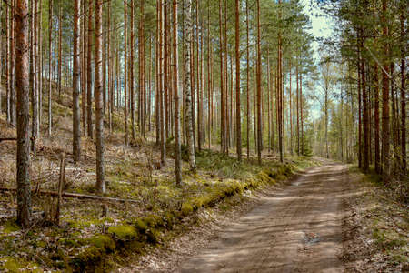A sandy road through pine-tree and birtch forest in spring