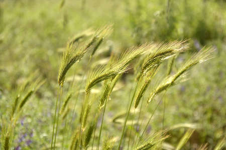 Ravda, Bulgaria. May, 29, 2014. Green wheat spikes on grass background. Future harvest.の写真素材