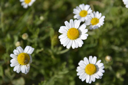 Fresh chamomiles on green grass background in sun raysの写真素材