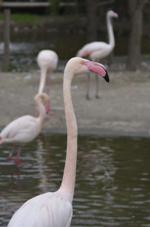 Prague, Czech Republic. April, 01, 2014 Pink flamingo in Prague zooの写真素材