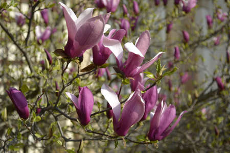 Pink magnolia flowers in botanical garden in Pragueの写真素材