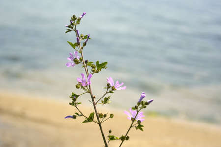 Ravda, Bulgaria. May 28, 2014. A branch of llac wildflowers on blurred seashore background.の写真素材