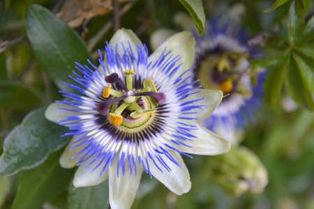 Burgas, Bulgaria. June 1 2014. Passion flower Passiflora caerulea against green garden background exotique Passionflowerの写真素材