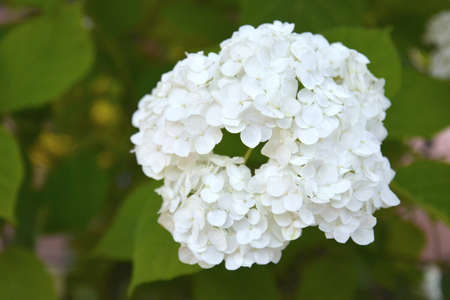 Burgas, Bulgaria. June 1 2014. White spheric head of hydrangea hortensia blooming in summer gardenの写真素材
