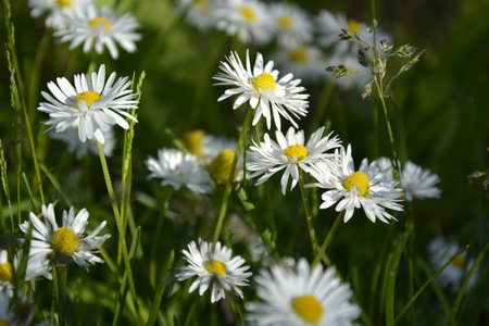 Saint Petersburg Russia. June 16 2016. Flowers of chamomile on a green grass background. Summer blooming meadow.の写真素材