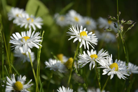 Saint Petersburg Russia. June 16 2016. Flowers of chamomile on a green grass background. Summer blooming meadow.の写真素材