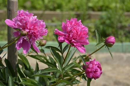 Saint Petersburg Russia. June 16 2016. Flowers of pink peony on a green grass background. Summer blooming meadow.の写真素材