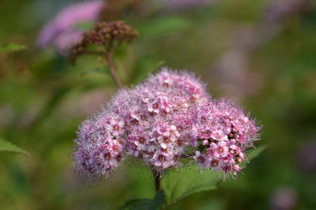Saint Petersburg Russia June 30 2016. Pink flowers Spiraea yaponica on green park background....