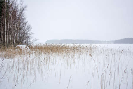 Southern Karelia, Finland, March,10, 2018. Winter snowy Saimaa lake. Dry grass in lake ice with dark forest on background.の写真素材