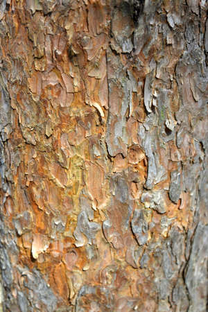 Bark texture of a old pine tree trunk. Detailed bark texture. Natural crust background