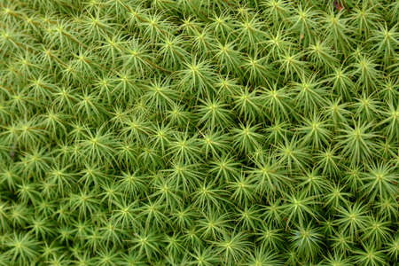 Green forest moss field with wet bog plant sphagnum texture closeup. Beautiful fresh ground grass...