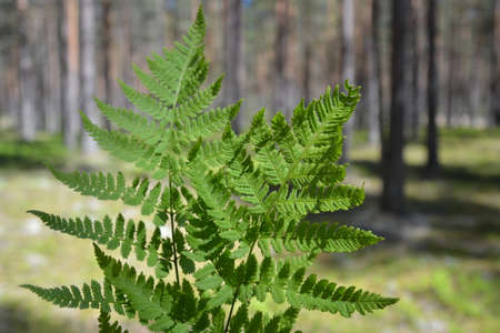Fern green leaves on summer pine forest background. Natural folliage branches closeupの写真素材