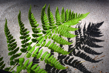 Bright green chlorophyll fern plant on dark forest background. Summer wild wallpaper