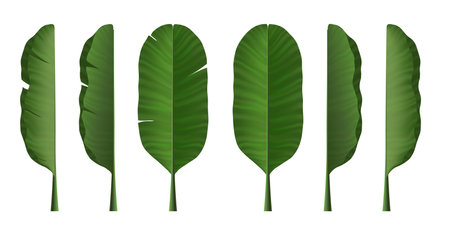 Banana leaves summer jungle green plant beach element. Tropic vacation textured branch set. Palm leafs as exotic party decoration.のイラスト素材