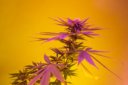 Bright colorful purple pink marijuana on warm yellow background. Cannabis hemp with big leafs in vegetative period. Bright vibarnt cannabis plant in mood boosting colorsの写真素材