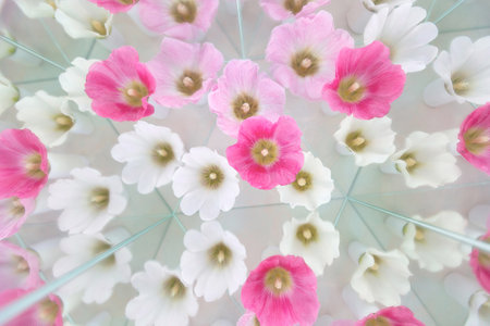 Floral background with althaea malva. Aesthetics light image with white and pink flowers. Gentle sophistication with geometrical mirror effectの写真素材
