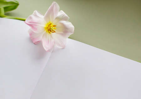 Open sketchbook mockup with white blank sheet and open bud tulip flower.の写真素材