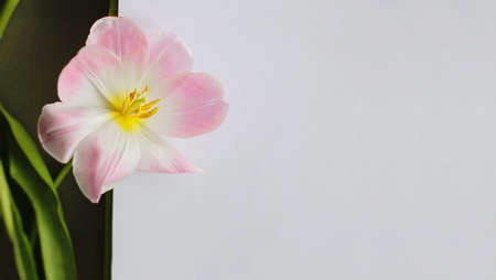 Mockup with white blank sheet and open bud tulip flower.の写真素材