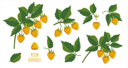 Yellow Raspberry plant twig. Sprig of raspberries set with berry and leafs. Elements constructor for design congratulations, invitations, cards, banners. Isolated vector illustrationのイラスト素材