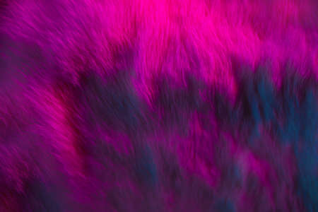 Lux fur texture in multi-colored tempting neon purple shimmering to passionate bright pink. Fluffy rabbit skin texture background with idealistic structure of hairs for high aesthetic designの写真素材