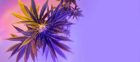 flowering cannabis plant top view. Banner with medicinal marijuana. Fresh modern and trendy new look of medicinal hemp. Beautiful aesthetic bush of cannabis female plant.の写真素材