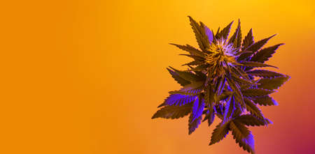 Cannabis horizontal banner with purple hemp plant in tropical, vibrant style. A new aesthetic look for agricultural hemp. Top view photo with marijuana flowering plant on orange and yellow backgroundの写真素材