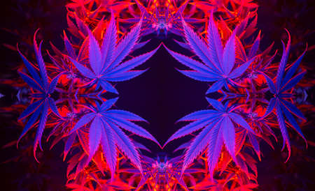 Cannabis frame foliage. Beautiful fashionable background with hemp leaves. Aesthetic look on...
