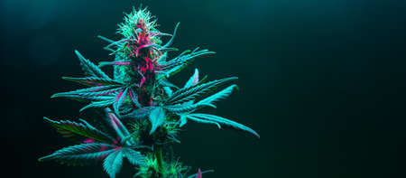 Cannabis fowering plant on dark green background. Long horizontal banner with marijuana hemp in colored light with purple hue. Coseup photo with cannabis bud in modern style with empty place for textの写真素材