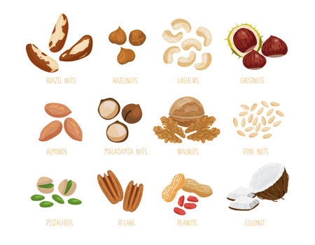 Set of nuts brazil nuts, hazelnuts, cashews, chestnuts, almonds, macadamia, walnuts, pine cedar nuts, pistachios, pecans, peanuts, coconut. Isolated set of vector icons nuts in a flat cartoon styleのイラスト素材